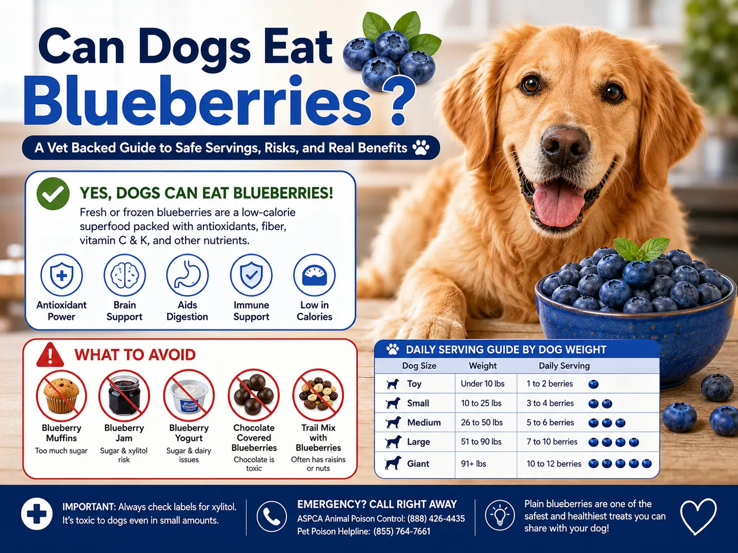 Can Dogs Eat Blueberries