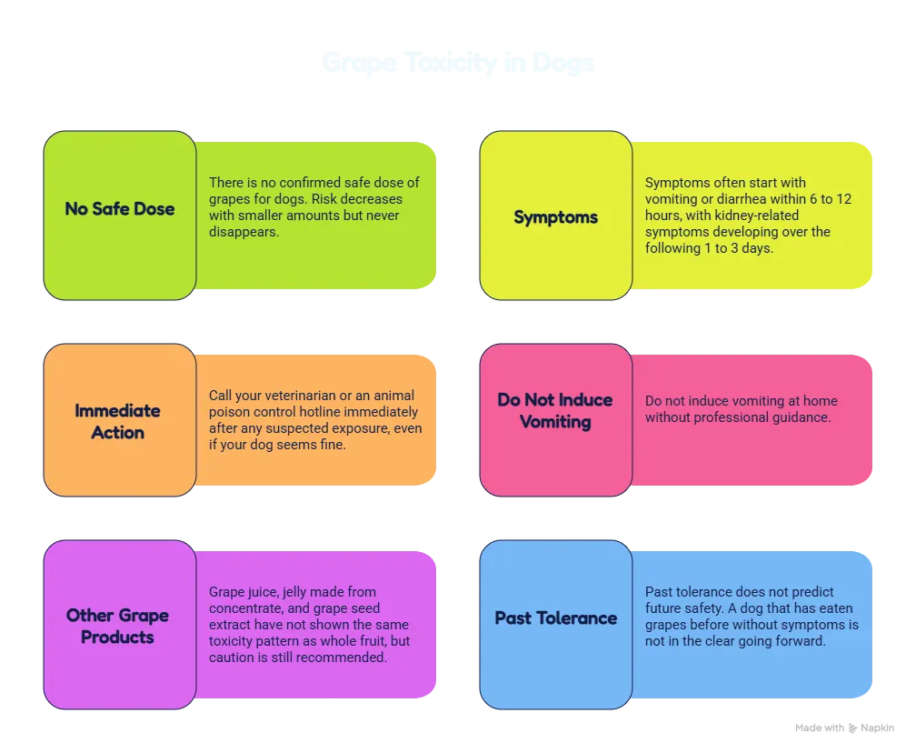 infographics of can dogs eat graps