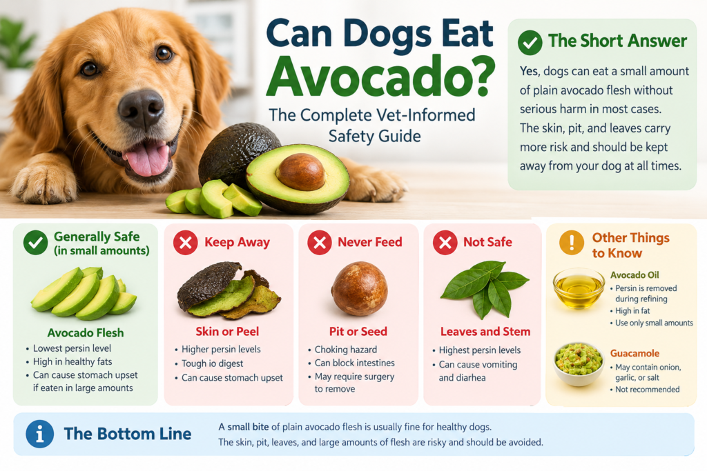 Can Dogs Eat Avocado_ Safety Guide