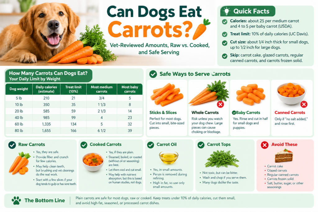 Dog-Friendly Carrot Guide Infographic